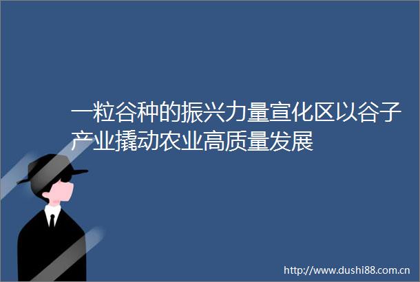 一粒谷种的振兴力量宣化区以谷子产业撬动农业高质量发展