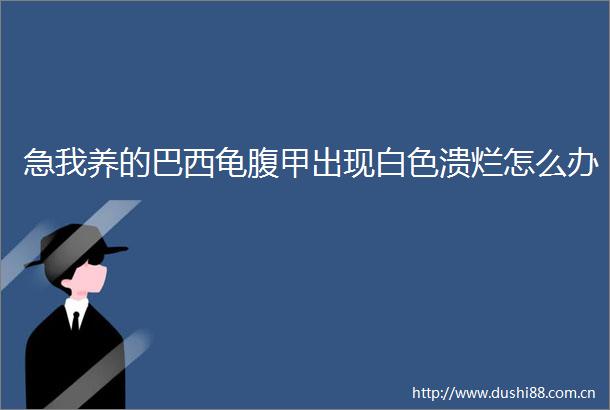 急我养的巴西龟腹甲出现白色溃烂怎么办
