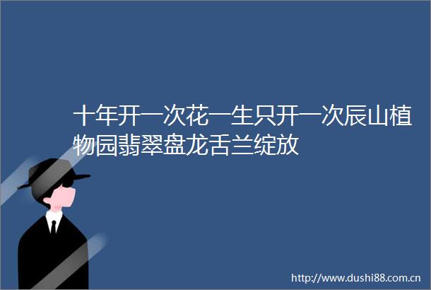 十年开一次花一生只开一次辰山植物园翡翠盘龙舌兰绽放