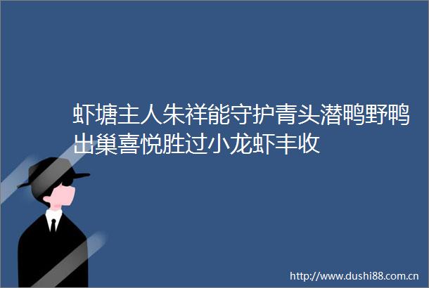 虾塘主人朱祥能守护青头潜鸭野鸭出巢喜悦胜过小龙虾丰收
