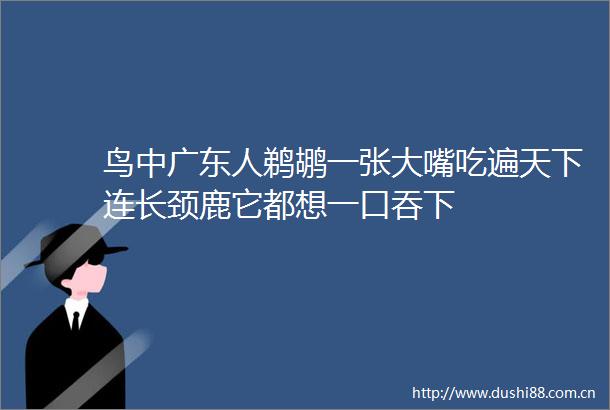 鸟中广东人鹈鹕一张大嘴吃遍天下连长颈鹿它都想一口吞下