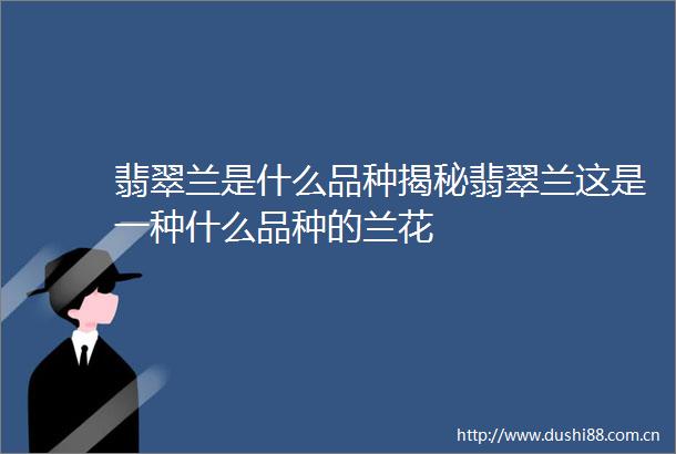 翡翠兰是什么品种揭秘翡翠兰这是一种什么品种的兰花