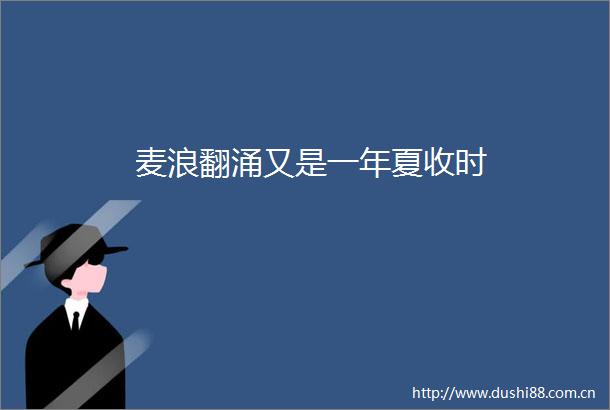 麦浪翻涌又是一年夏收时