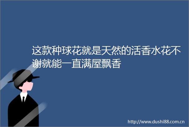 这款种球花就是天然的活香水花不谢就能一直满屋飘香