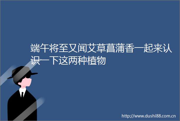 端午将至又闻艾草菖蒲香一起来认识一下这两种植物