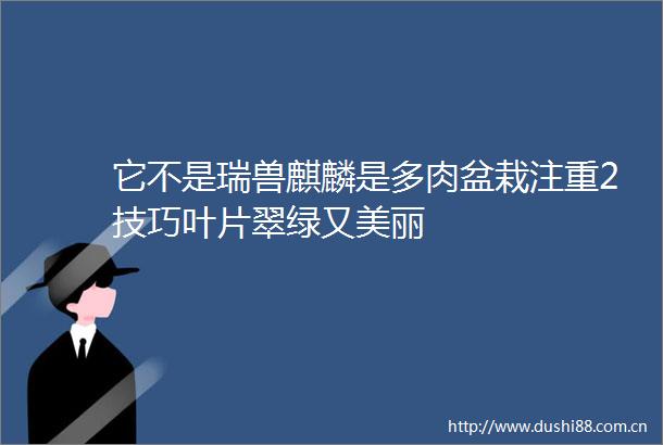 它不是瑞兽麒麟是多肉盆栽注重2技巧叶片翠绿又美丽