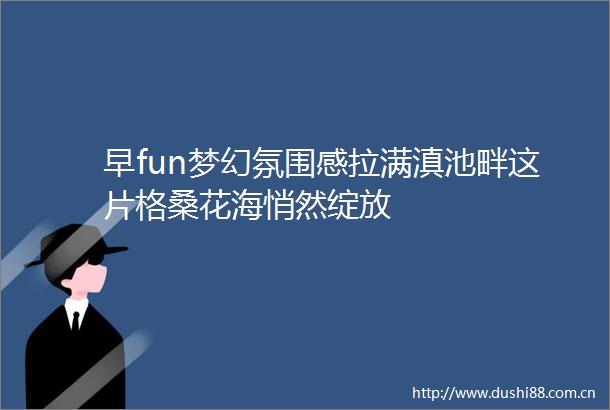 早fun梦幻氛围感拉满滇池畔这片格桑花海悄然绽放