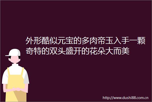 外形酷似元宝的多肉帝玉入手一颗奇特的双头盛开的花朵大而美