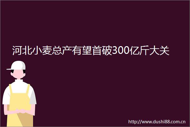 河北小麦总产有望首破300亿斤大关