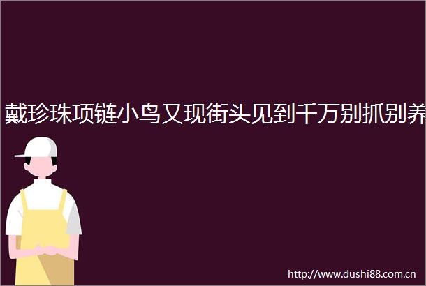 戴珍珠项链小鸟又现街头见到千万别抓别养