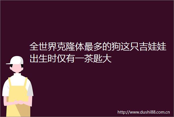 全世界克隆体最多的狗这只吉娃娃出生时仅有一茶匙大