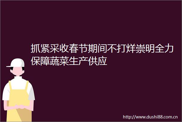 抓紧采收春节期间不打烊崇明全力保障蔬菜生产供应