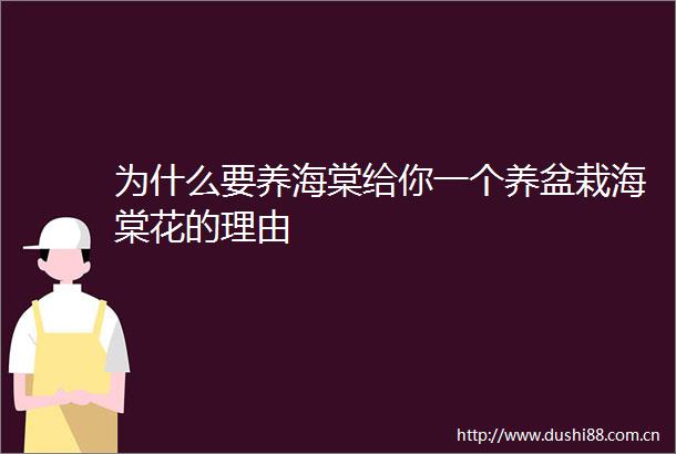 为什么要养海棠给你一个养盆栽海棠花的理由