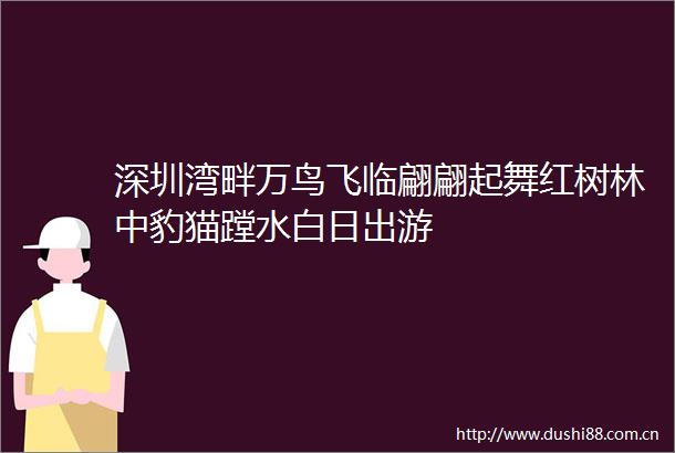 深圳湾畔万鸟飞临翩翩起舞红树林中豹猫蹚水白日出游