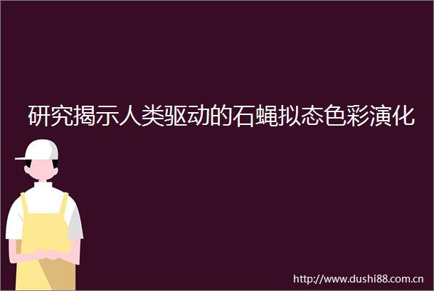 研究揭示人类驱动的石蝇拟态色彩演化