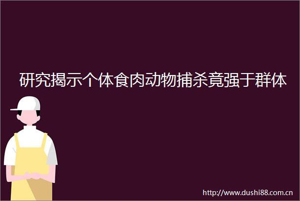 研究揭示个体食肉动物捕杀竟强于群体