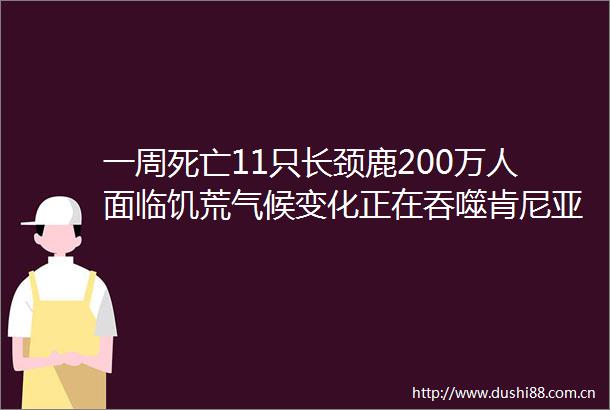 一周死亡11只长颈鹿200万人面临饥荒气候变化正在吞噬肯尼亚
