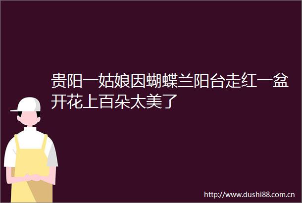 贵阳一姑娘因蝴蝶兰阳台走红一盆开花上百朵太美了
