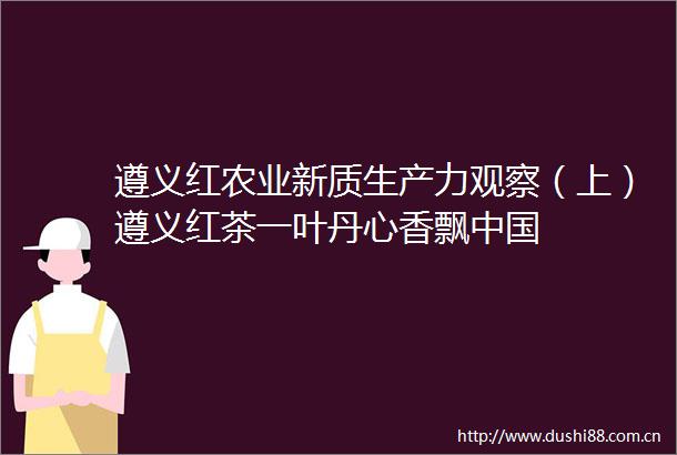 遵义红农业新质生产力观察（上）遵义红茶一叶丹心香飘