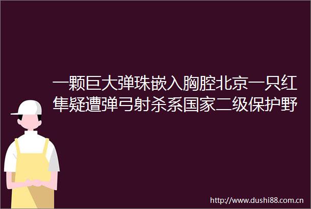 一颗巨大弹珠嵌入胸腔北京一只红隼疑遭弹弓射杀系二级保护野生动物