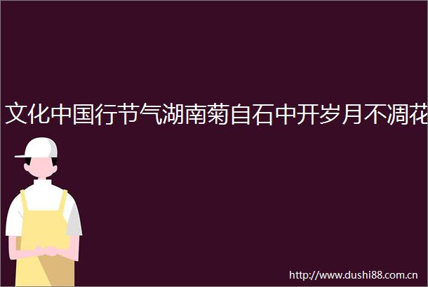 文化行节气湖南菊自石中开岁月不凋花