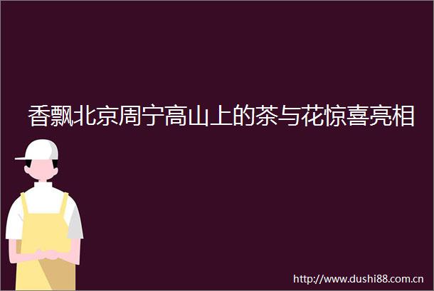 香飘北京周宁高山上的茶与花惊喜亮相