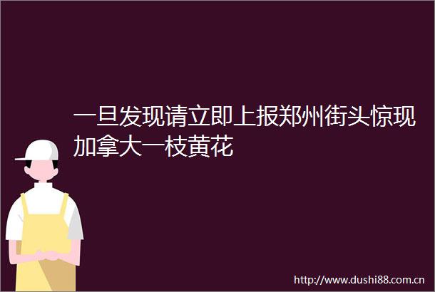 一旦发现请立即上报郑州街头惊现加拿大一枝黄花