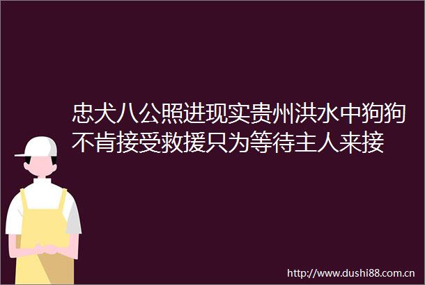 忠犬八公照进现实贵州洪水中狗狗不肯接受救援只为等待主人来接