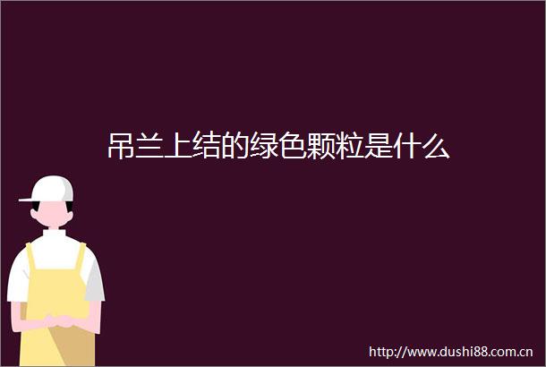 吊兰上结的绿色颗粒是什么