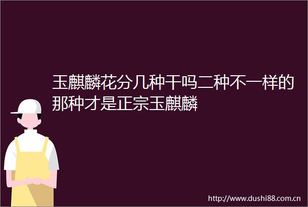 玉麒麟花分几种干吗二种不一样的那种才是正宗玉麒麟