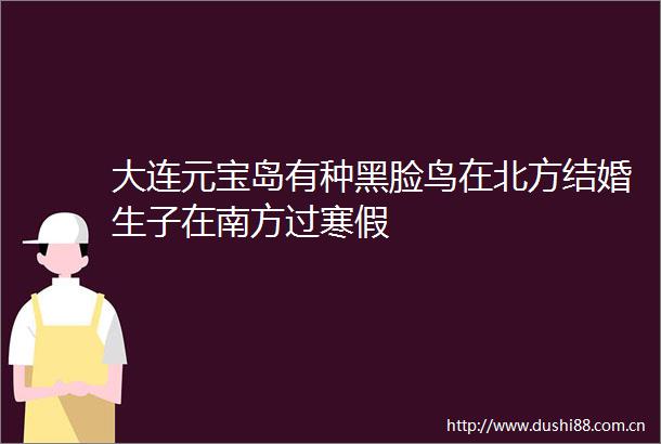 大连元宝岛有种黑脸鸟在北方结婚生子在南方过寒假