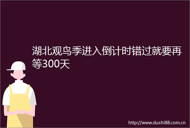 湖北观鸟季进入倒计时错过就要再等300天