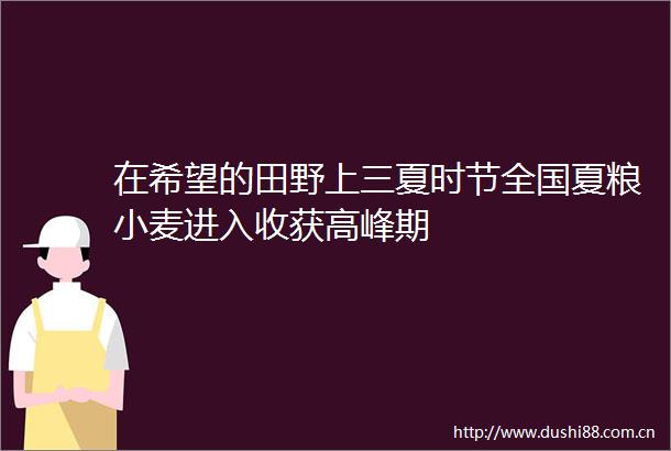 在希望的田野上三夏时节全国夏粮小麦进入收获高峰期