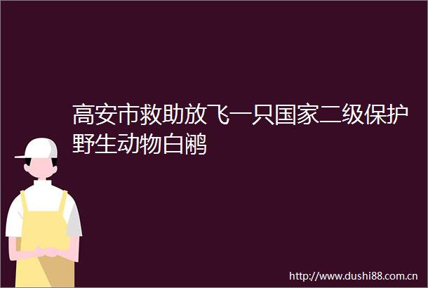 高安市救助放飞一只二级保护野生动物白鹇