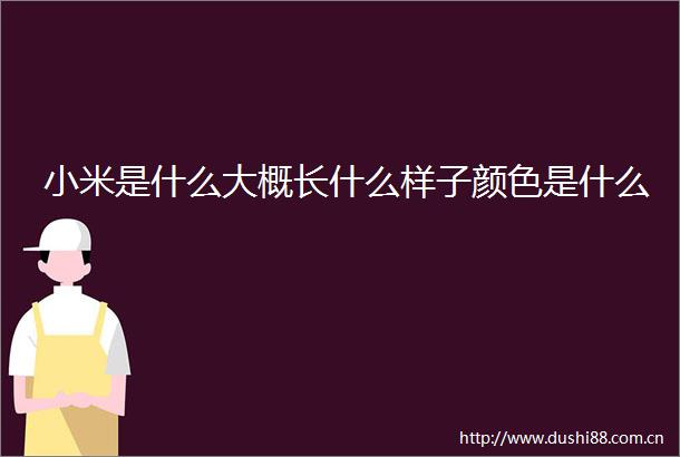 小米是什么大概长什么样子颜色是什么
