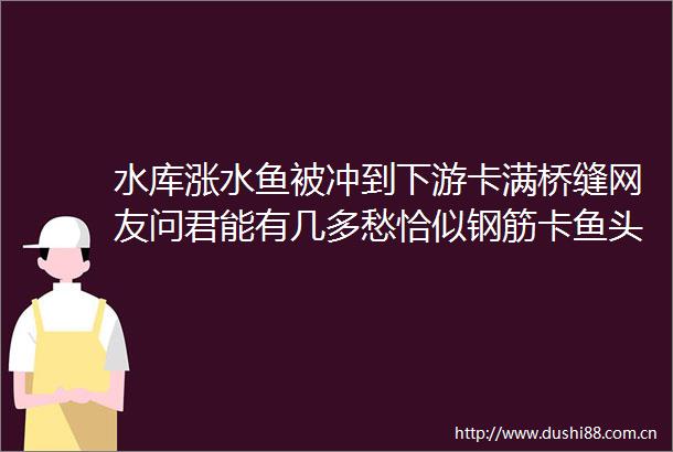 水库涨水鱼被冲到下游卡满桥缝网友问君能有几多愁恰似钢筋卡鱼头