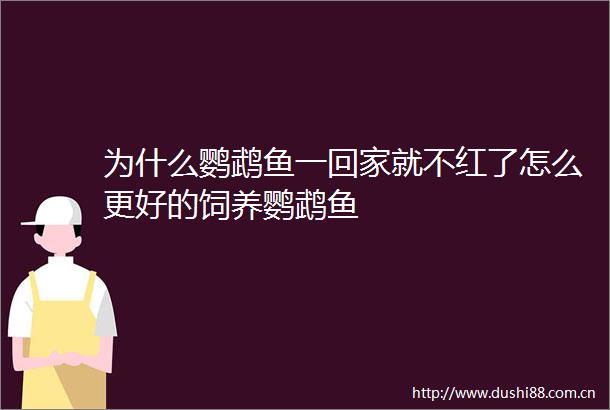 为什么鹦鹉鱼一回家就不红了怎么更好的饲养鹦鹉鱼