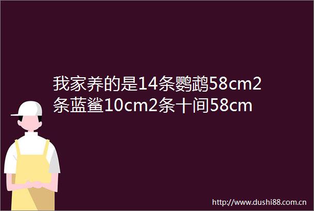 我家养的是14条鹦鹉58cm2条蓝鲨10cm2条十间58cm2条红宝