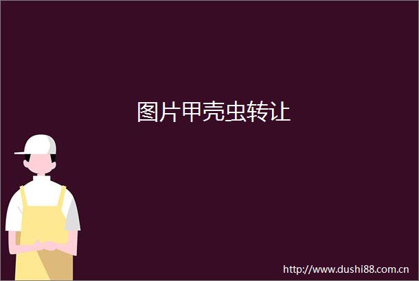 图片甲壳虫转让