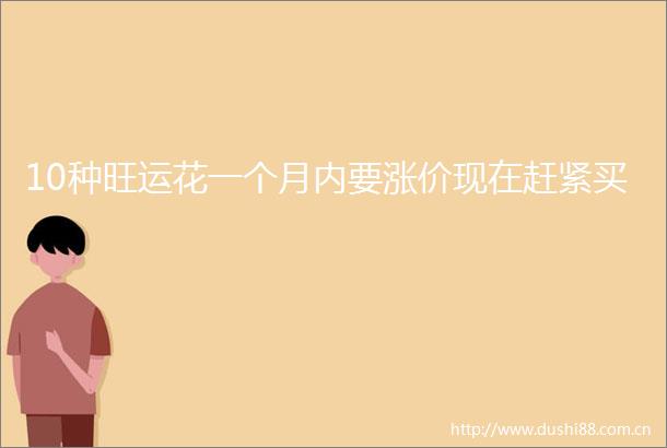 10种旺运花一个月内要涨价现在赶紧买