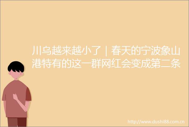 川乌越来越小了｜春天的宁波象山港特有的这一群网红会变成第二条野生大黄鱼吗