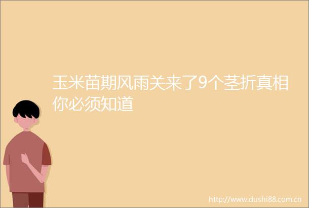 玉米苗期风雨关来了9个茎折真相你必须知道