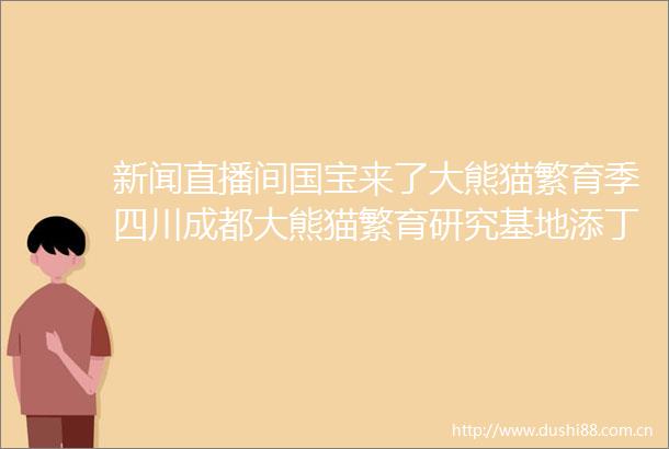 新闻直播间国宝来了大熊猫繁育季四川成都大熊猫繁育研究基地添丁