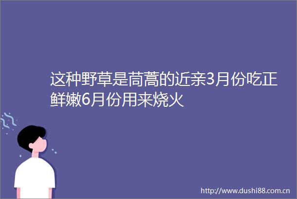 这种野草是茼蒿的近亲3月份吃正鲜嫩6月份用来烧火