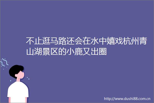 不止逛马路还会在水中嬉戏杭州青山湖景区的小鹿又出圈