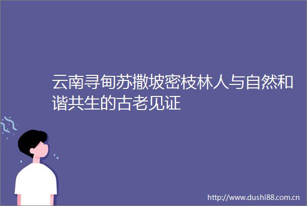 云南寻甸苏撒坡密枝林人与自然和谐共生的古老见证