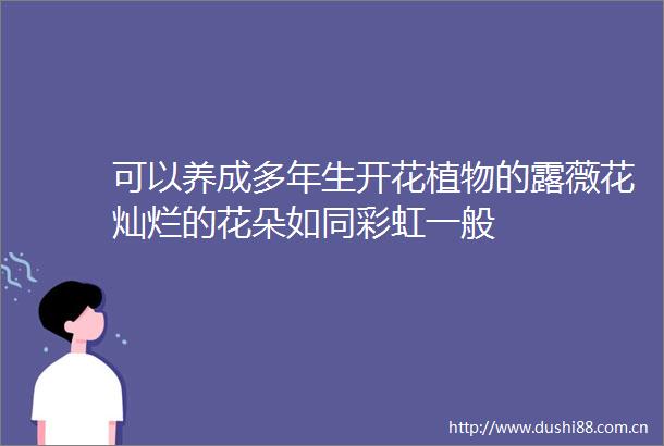 可以养成多年生开花植物的露薇花灿烂的花朵如同彩虹一般