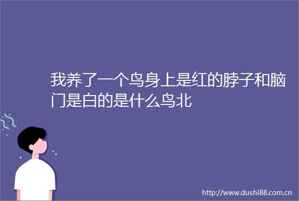 我养了一个鸟身上是红的脖子和脑门是白的是什么鸟北