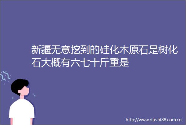 新疆无意挖到的硅化木原石是树化石大概有六七十斤重是