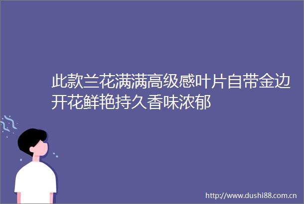 此款兰花满满高级感叶片自带金边开花鲜艳持久香味浓郁